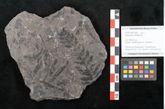 Foto (Objekt + Etikett) von Alethopteris whitbyensis (NHMW-GEO-2024-0188-10482)